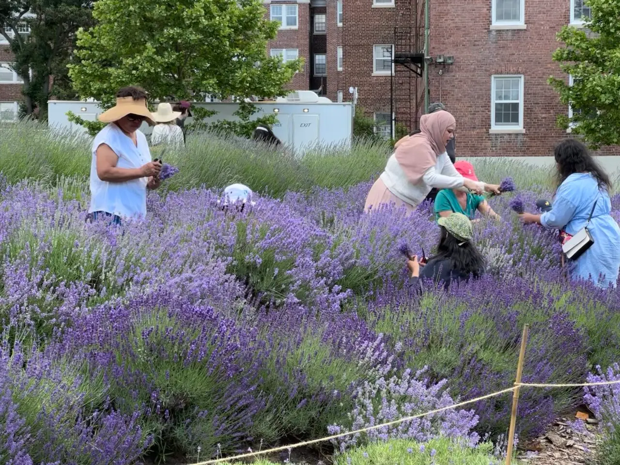 a group of people that are standing in the lavender field on Governors Island, NYC