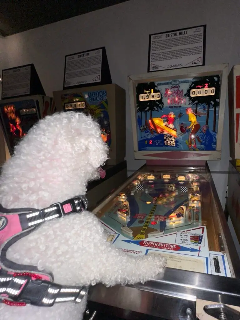 dog playing pinball