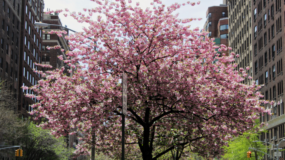 cherry blossom in New York